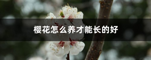 樱花怎么养才能长的好