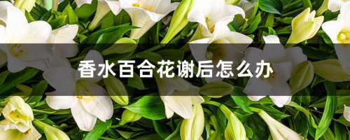 香水百合花谢后怎么办