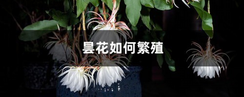 昙花如何繁殖，刚插下去的昙花什么时候浇水