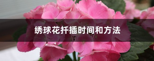 绣球花扦插时间和方法