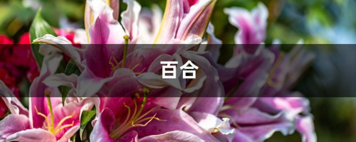 百合水仙...天热叶子全掉光，把盆移这儿，温度一降秒变开花机器！