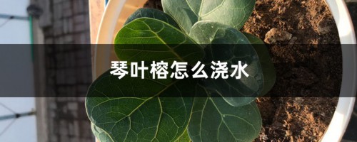 琴叶榕怎么浇水