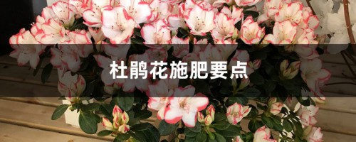 杜鹃花施肥要点